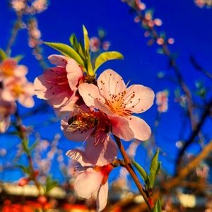 Meet your Posher, Cleotilde